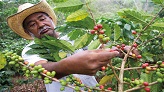 Café agriculteur