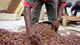 Travailleur du cacao en Côte d'Ivoire