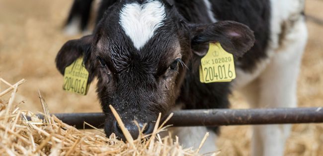 cow