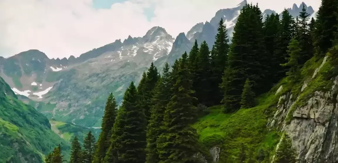 Forêt verte et montagnes