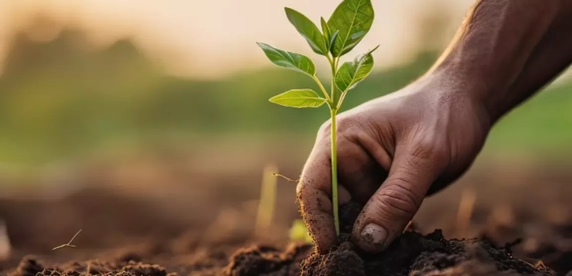 man planting a tree
