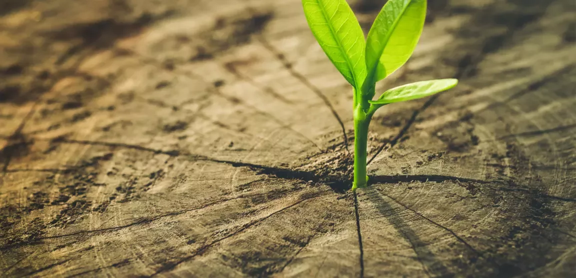 Plant growing out of log