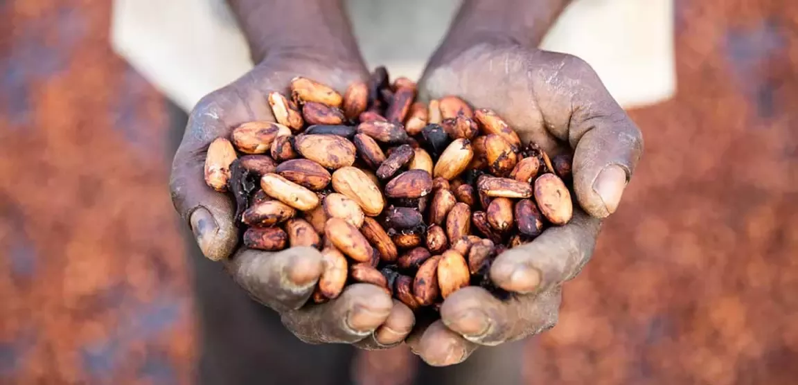 Cocoa beans