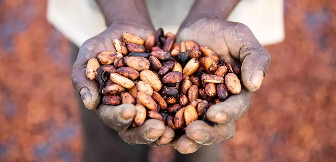 Cocoa Beans