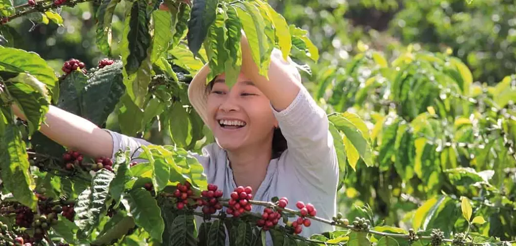 Coffee farmer picking coffee beans
