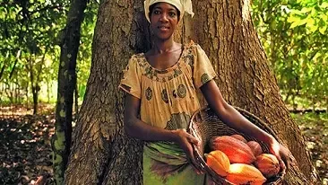 Femme cultivant le cacao