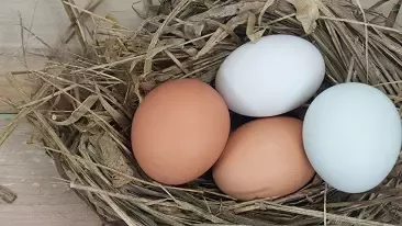 Nestlé Canada s'engage à utiliser uniquement des oeufs de poules élevées en liberté