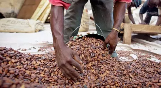 Travailleur du cacao en Côte d&amp;#39;Ivoire
