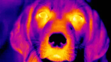 thermal image of a dog